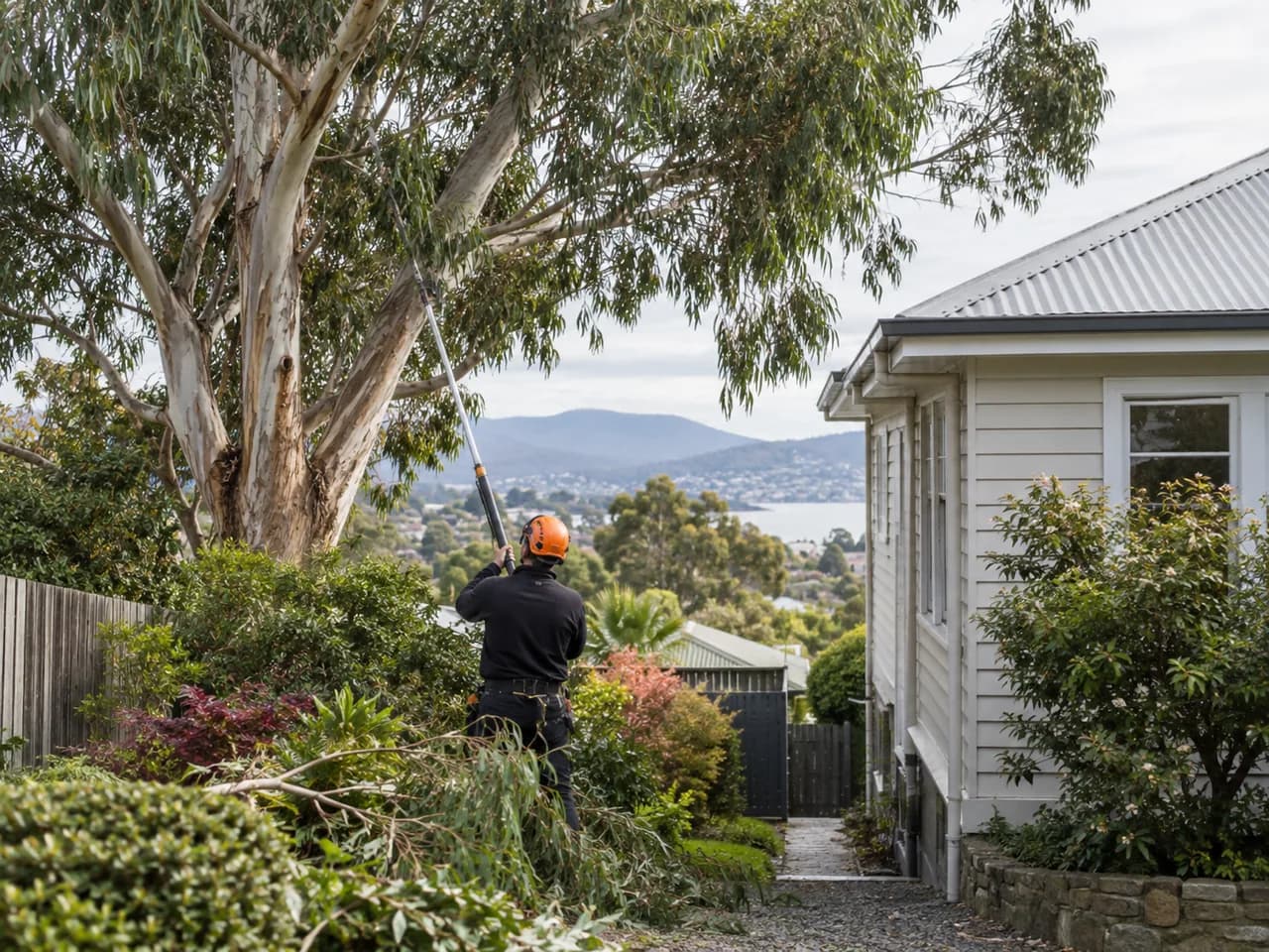 Illustrative local tree and access context in Hobart